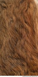 Photo Textures of Animal Skin